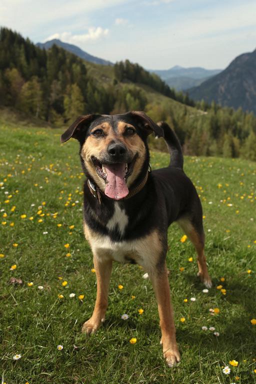 Hutmann Daire Kirchdorf in Tirol Dış mekan fotoğraf